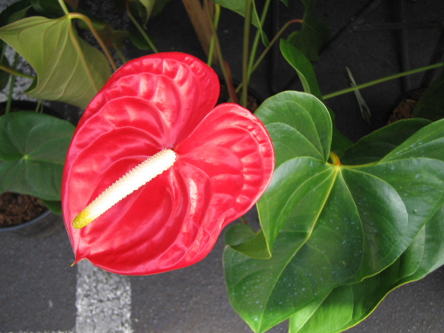 Flamingo Flower
